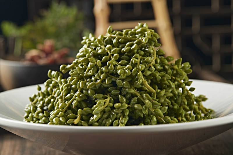 养生野菜杨树芒