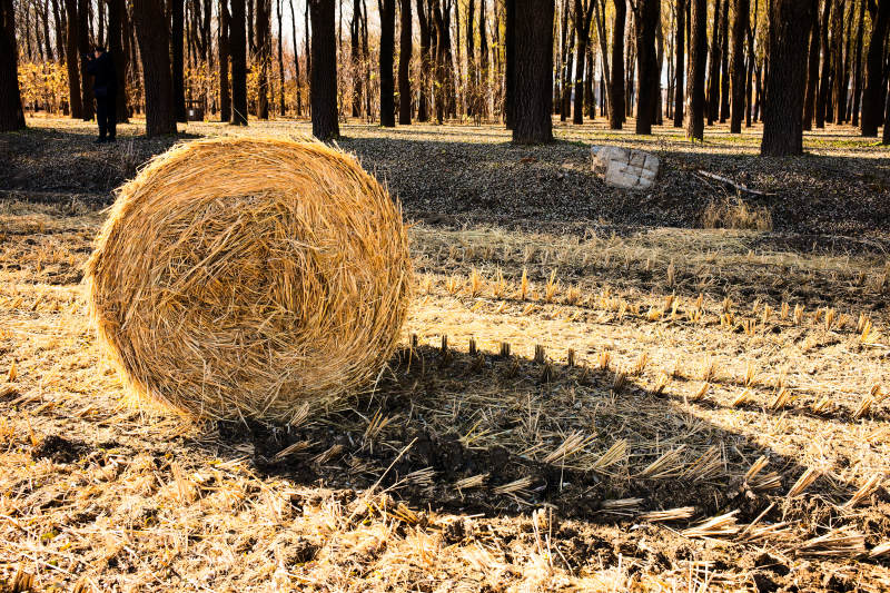 北京海淀稻香花海—金秋麦田草垛