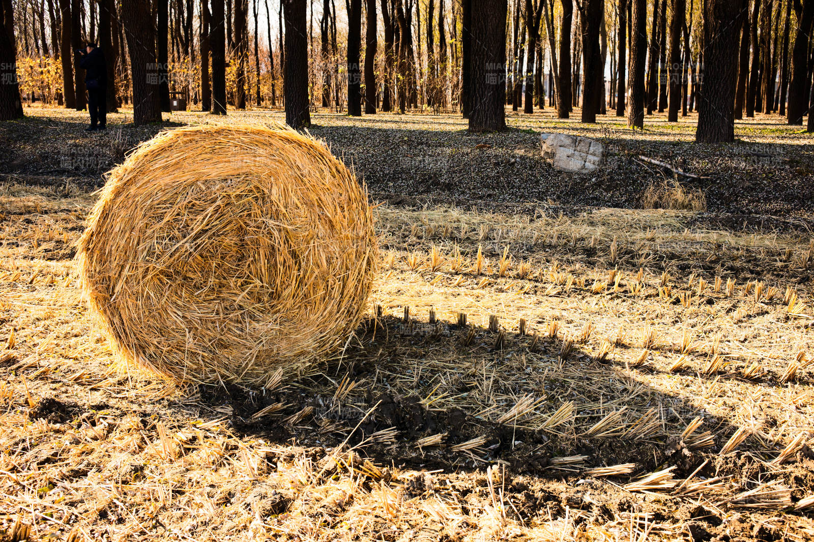 北京海淀稻香花海—金秋麦田草垛