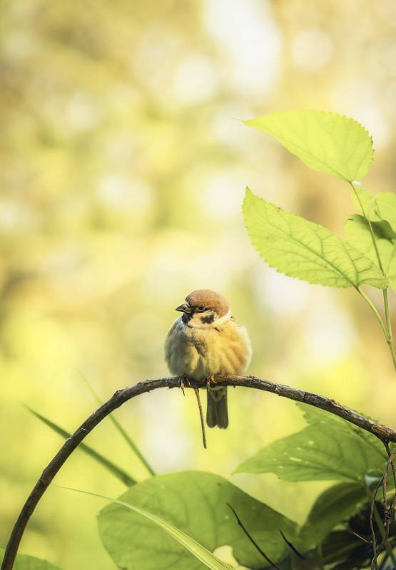 小鸟栖枝 绿意盎然