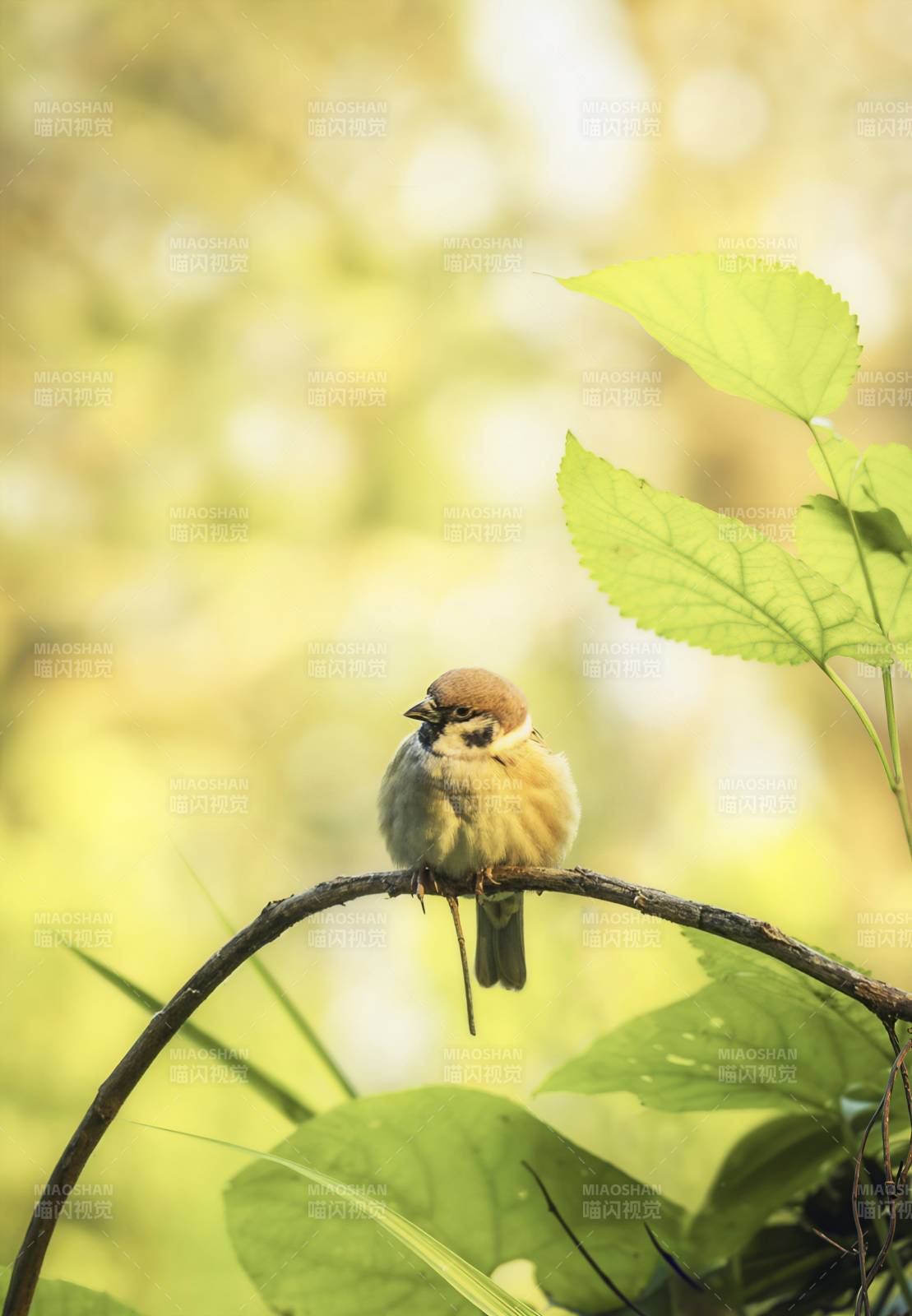 小鸟栖枝 绿意盎然