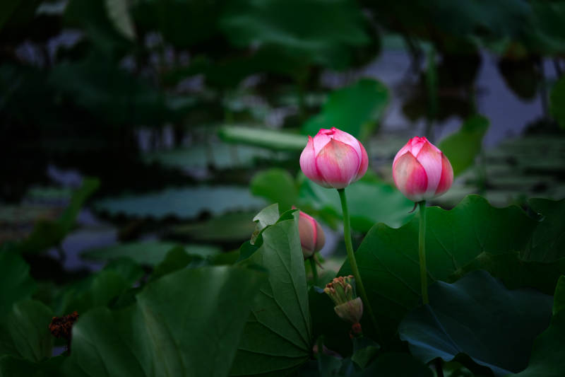 荷花绽放于绿叶间 宜昌高湖村荷花池