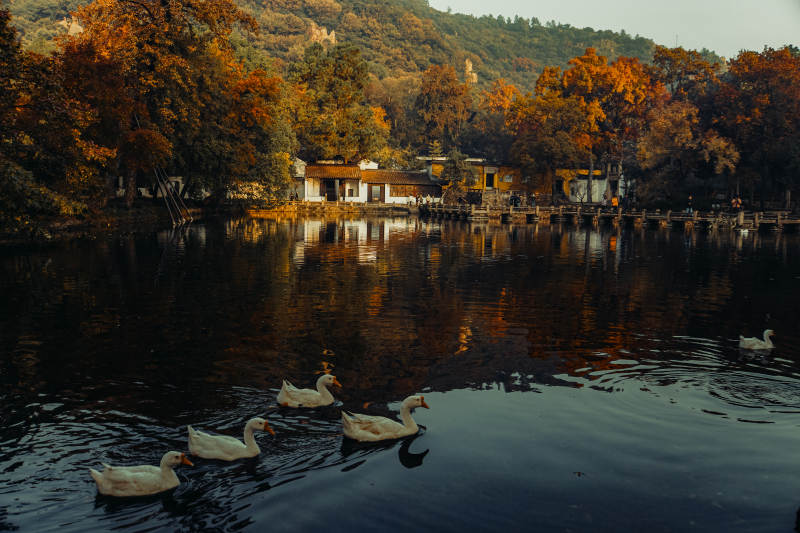 苏州天平山深秋