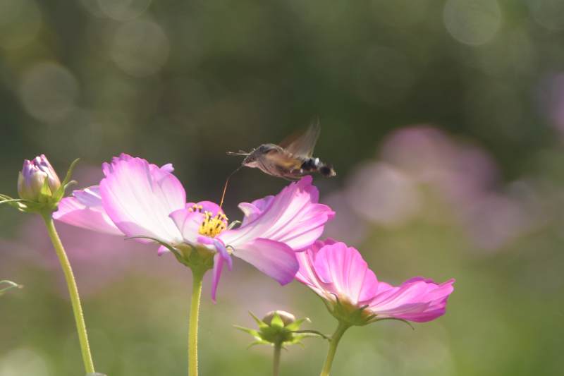 蜂蝶采蜜花间舞