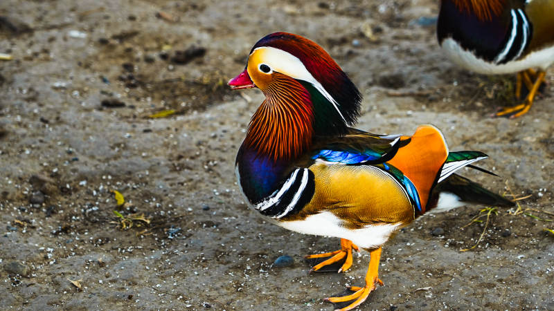 鸳鸯彩羽立泥地