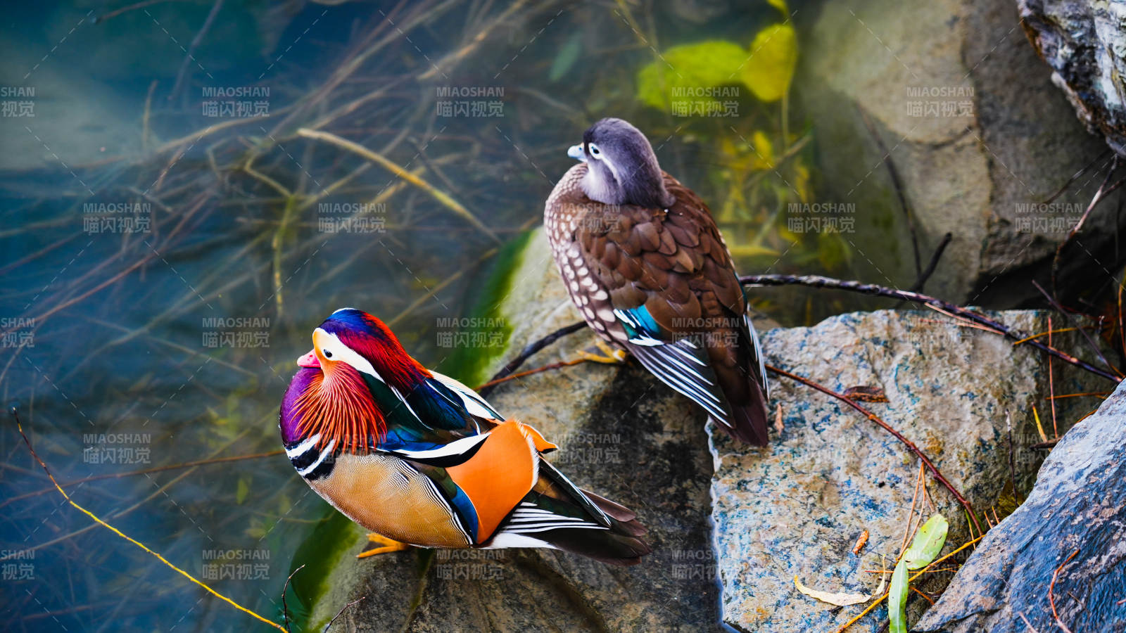 鸳鸯戏水石上栖