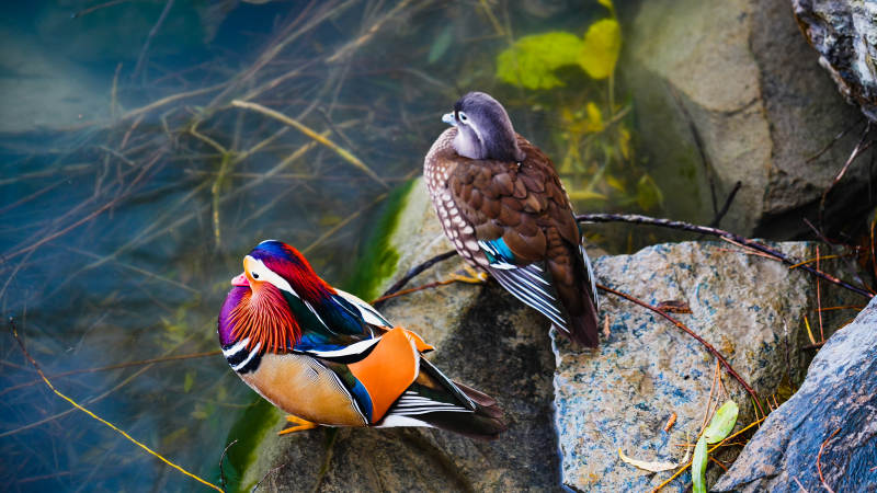 鸳鸯戏水石上栖