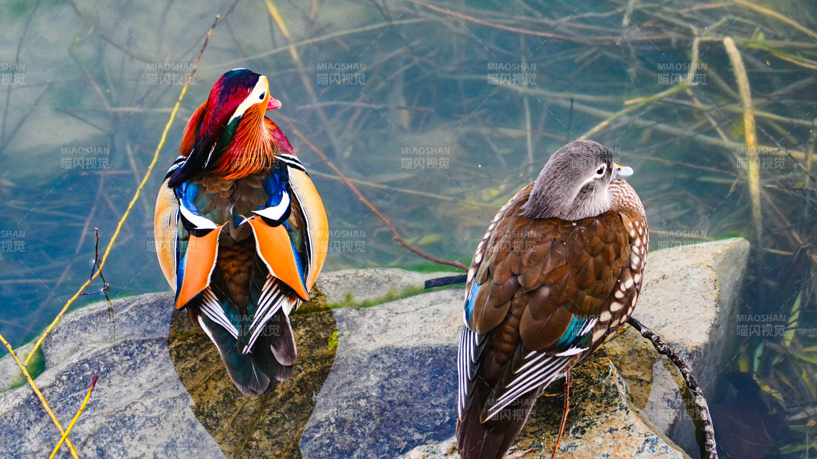 鸳鸯栖息水边石上