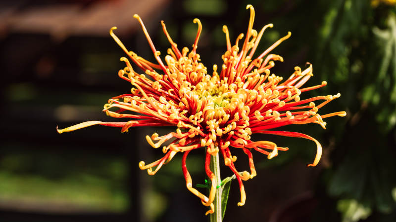 菊花绽放 色彩斑斓