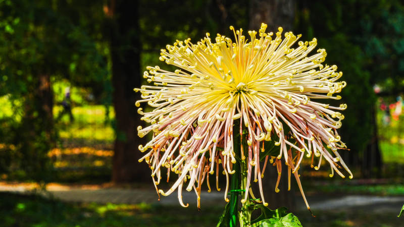 菊花绽放 秋意浓