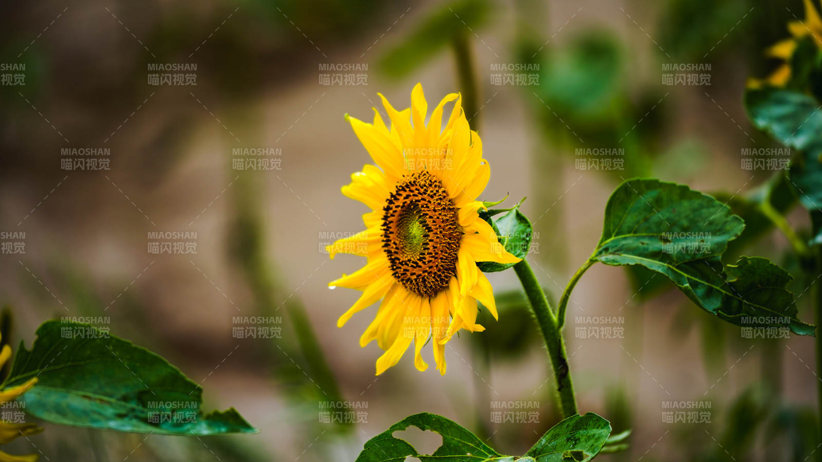 向日葵绽放