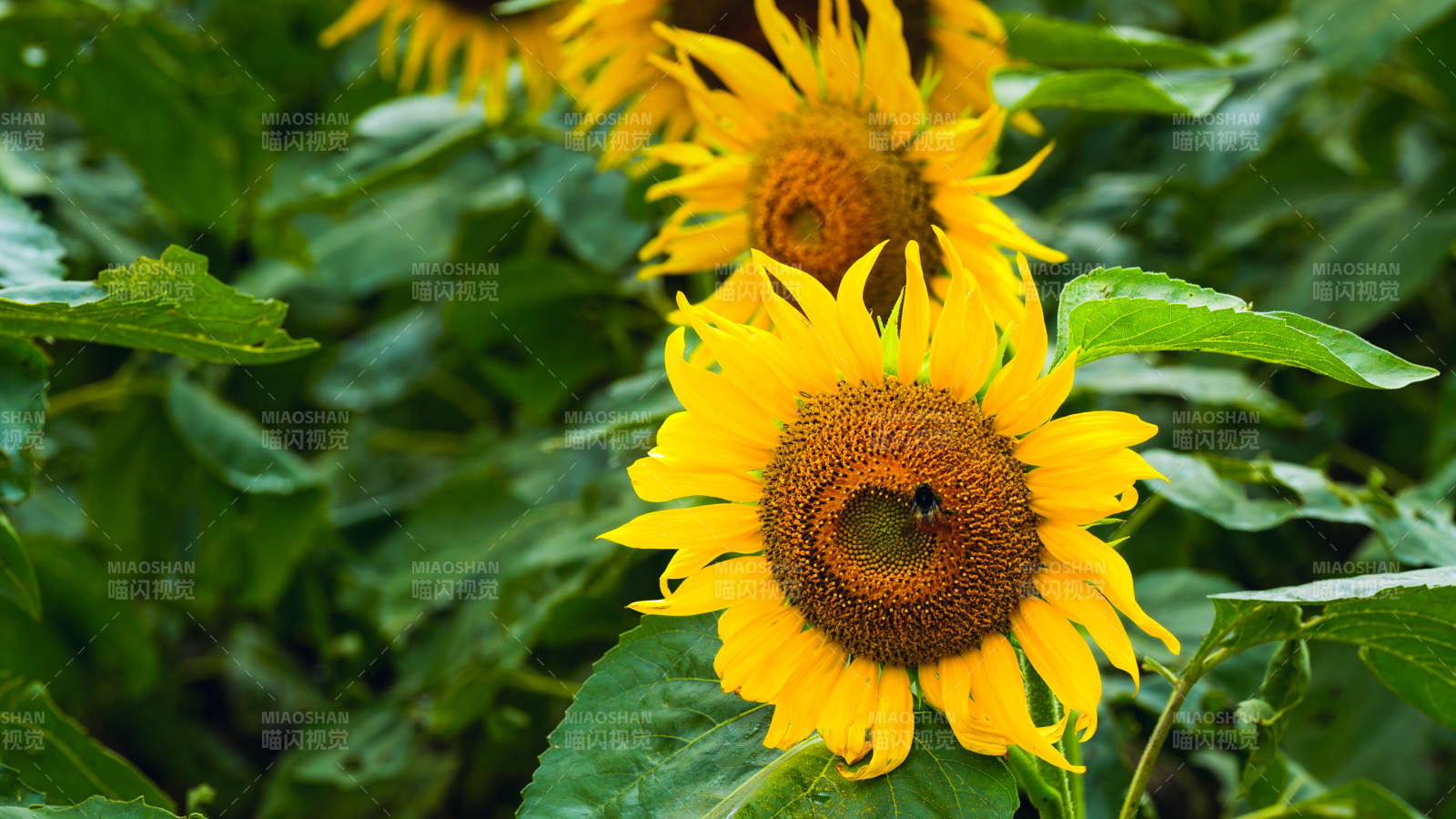 向日葵绽放生机
