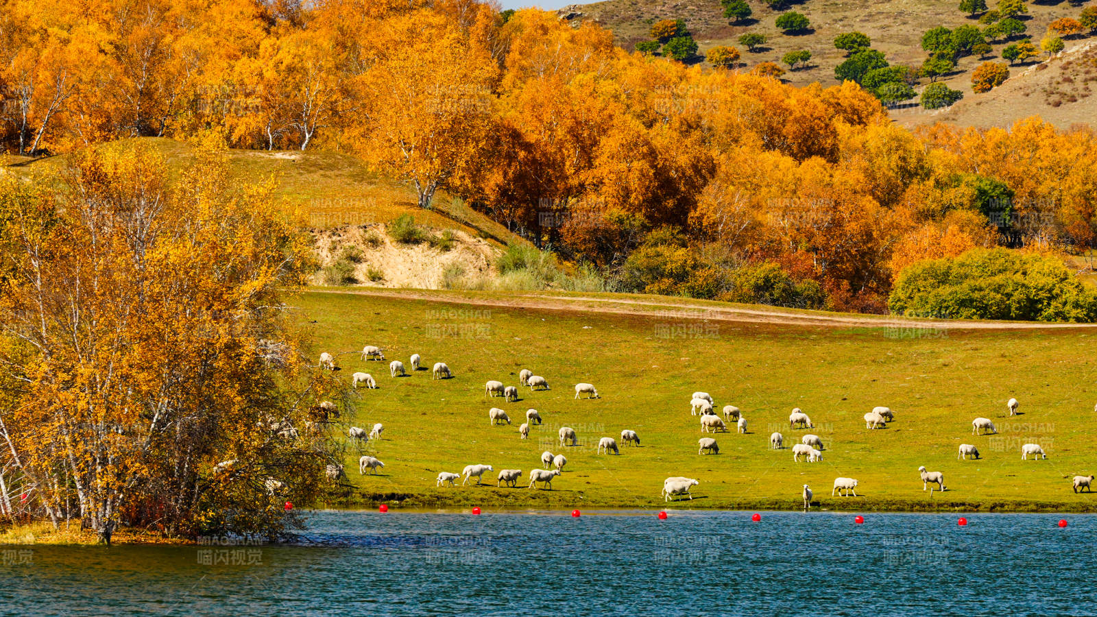 乌兰布统公主湖秋日湖畔牧羊图