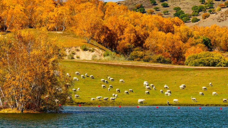 乌兰布统公主湖秋日湖畔牧羊图