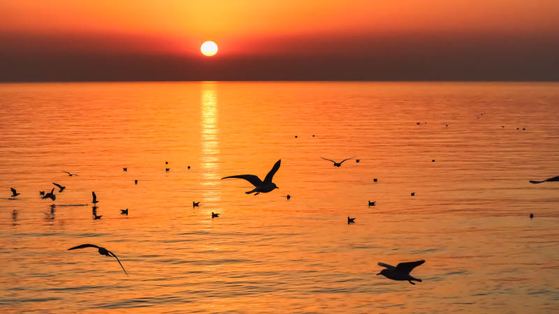 日落海鸟飞翔