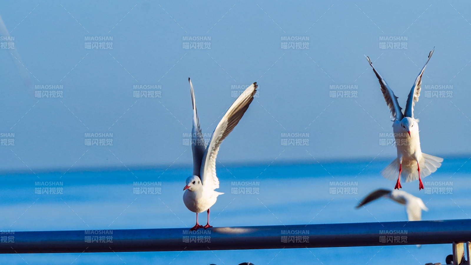 海鸥展翅飞翔