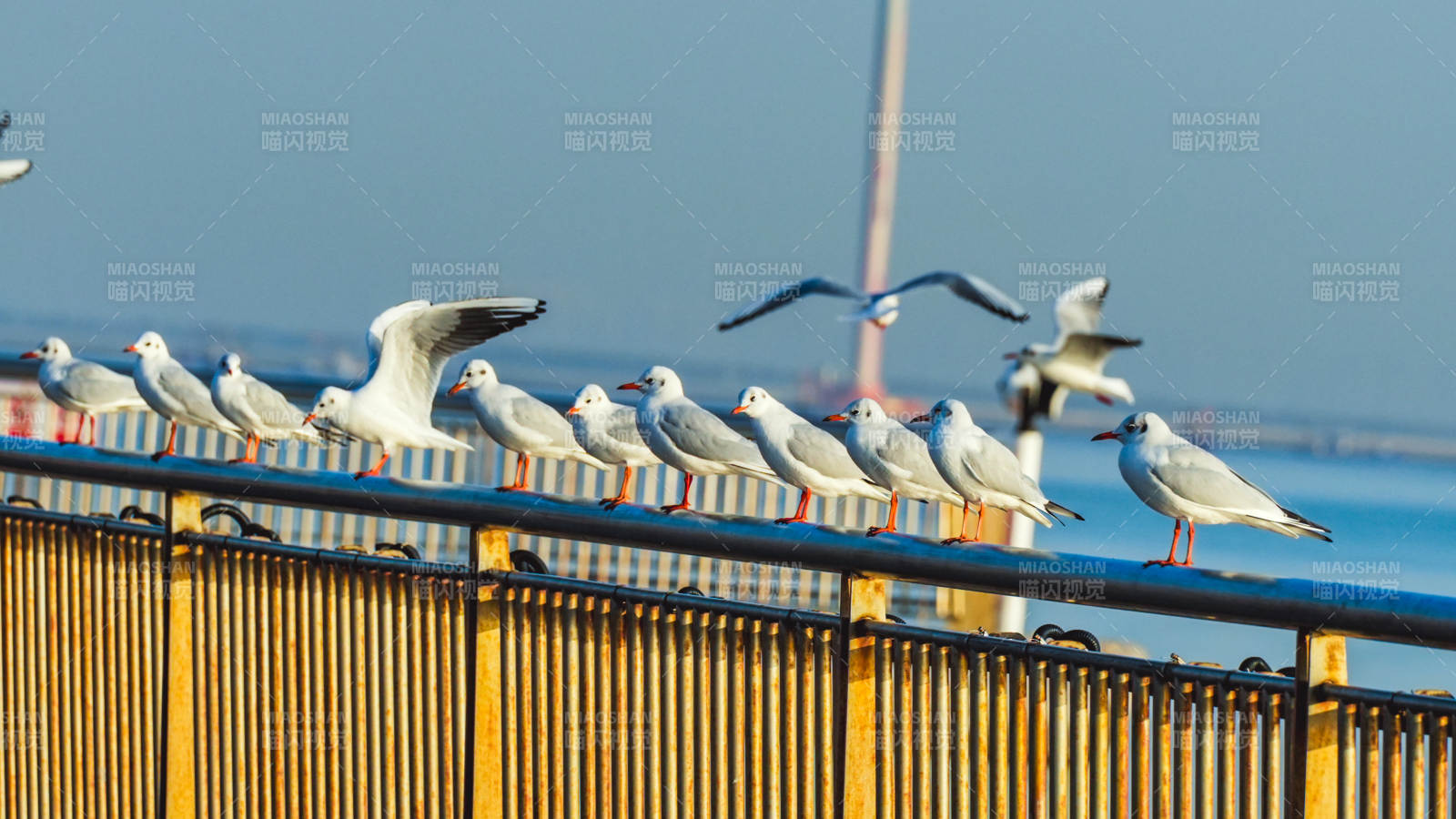 海鸥栖息栏杆上
