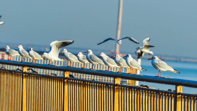海鸥栖息栏杆上
