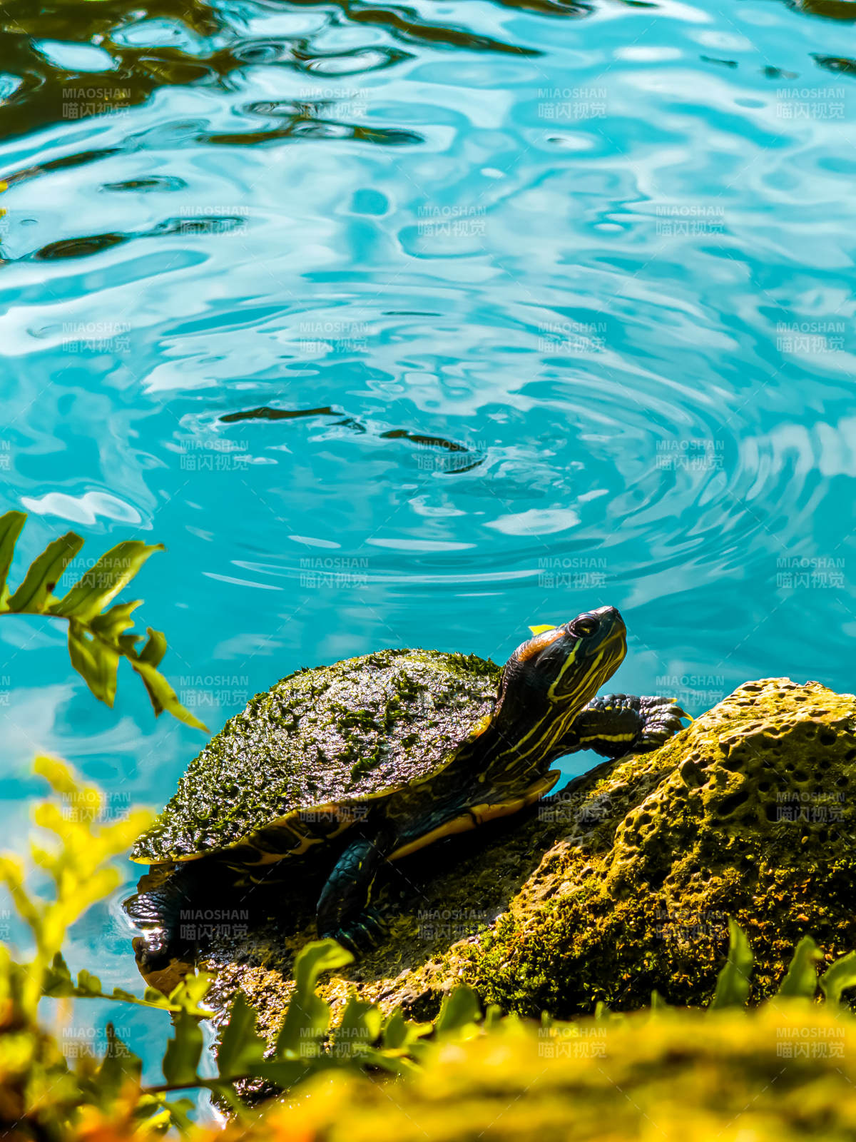 池邊靜憩的烏龜