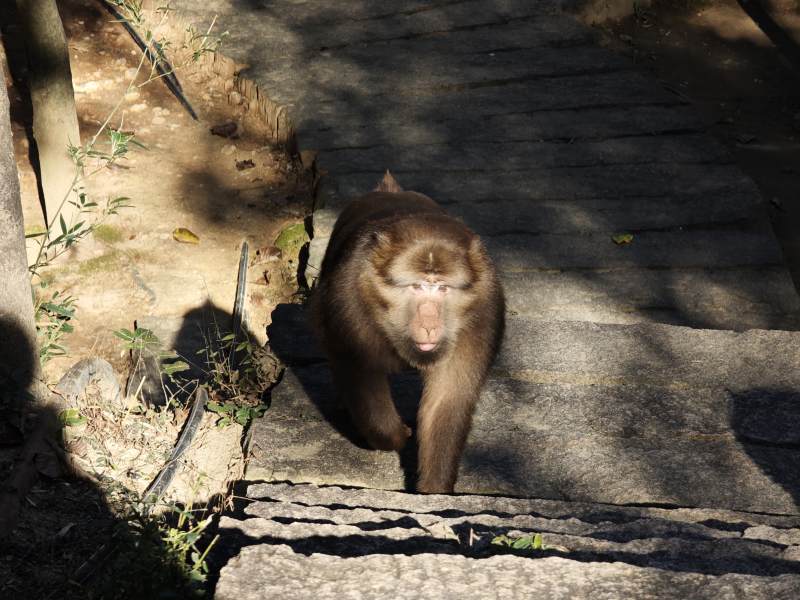 猴子在石阶上行走