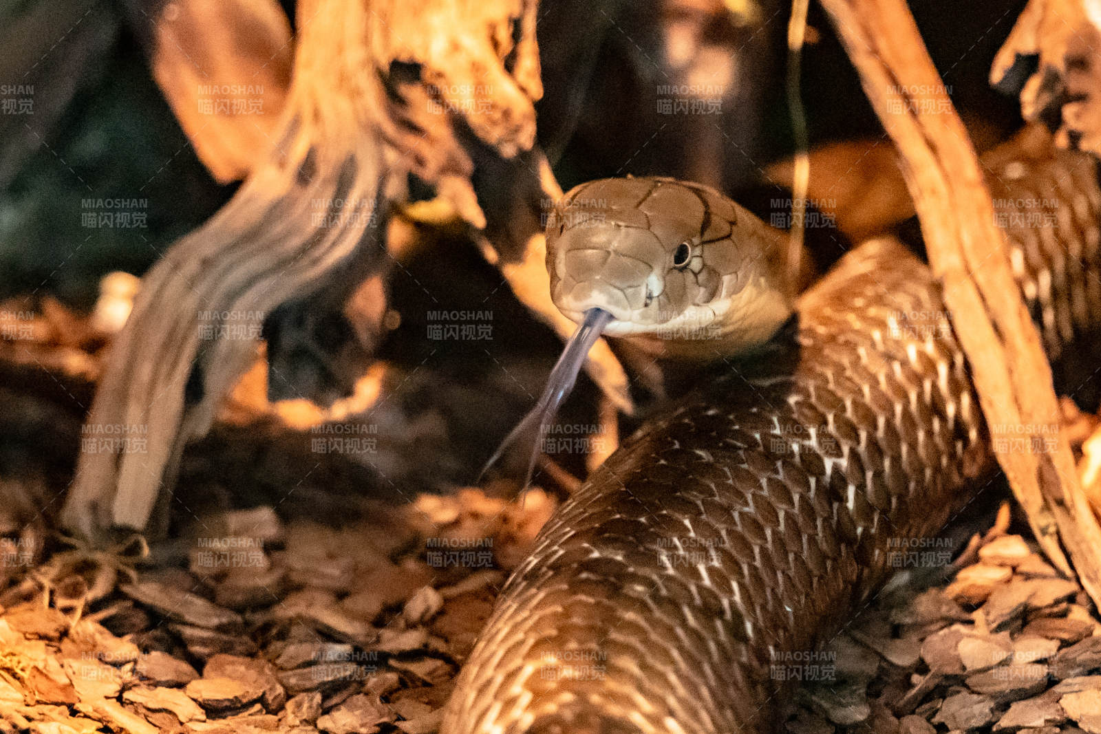 蛇探舌 静伏林间