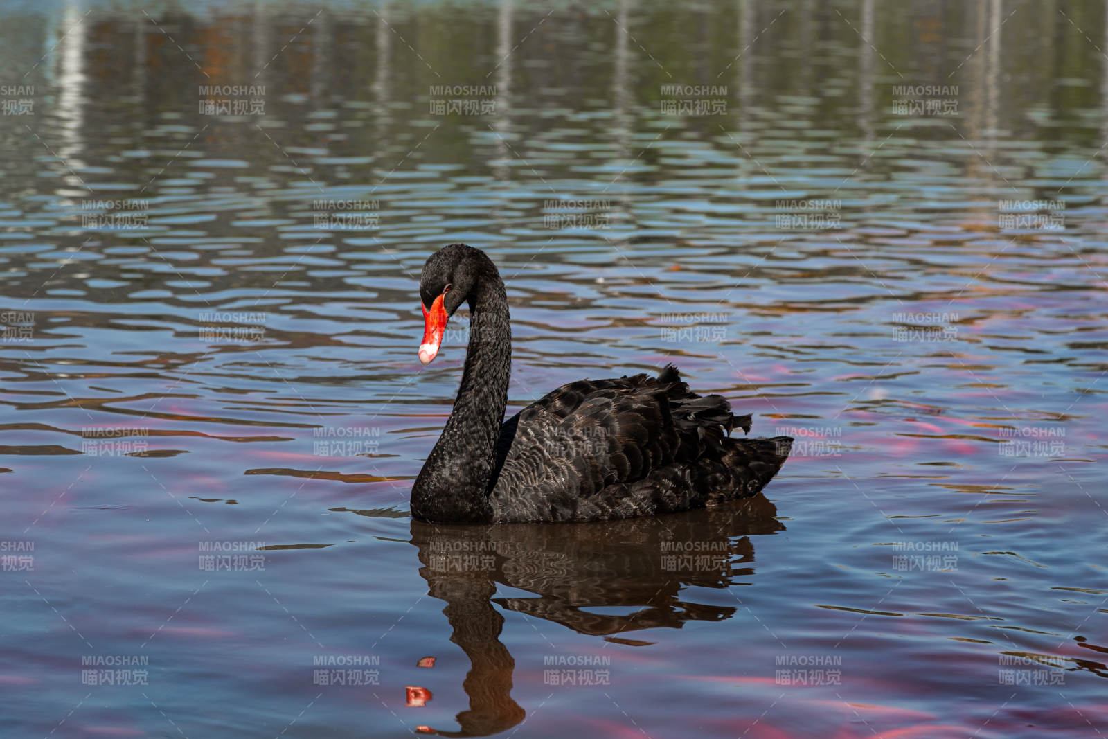 黑天鹅静游湖面