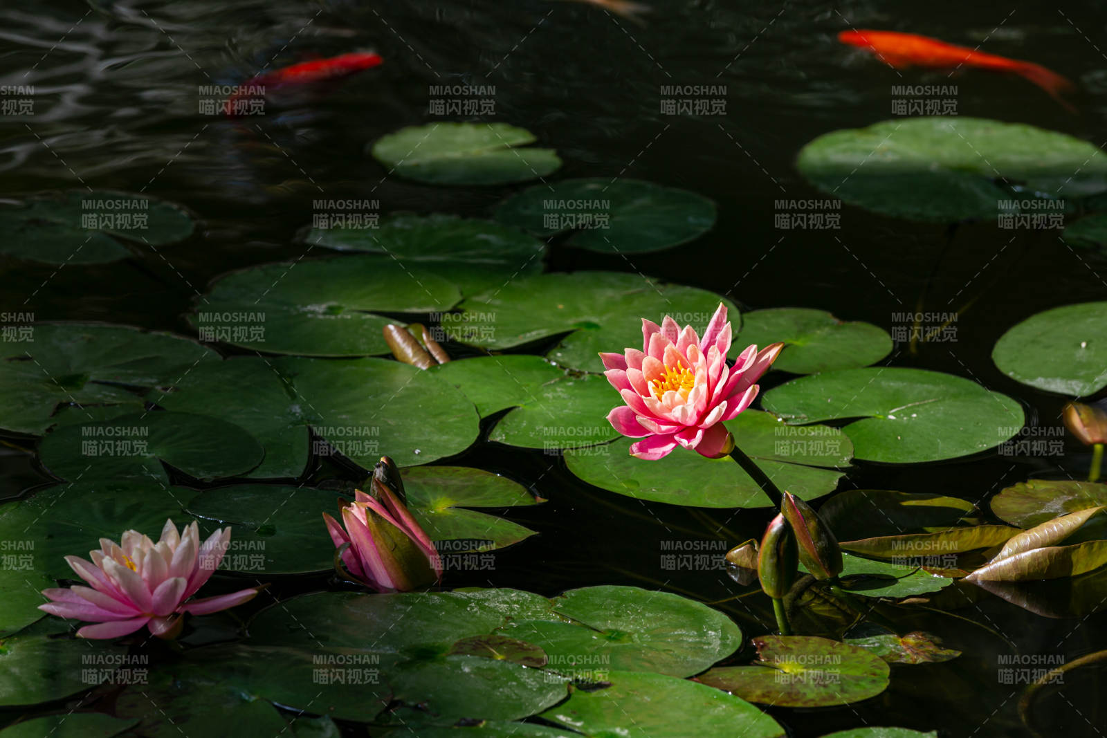 荷花映水 鱼戏莲间