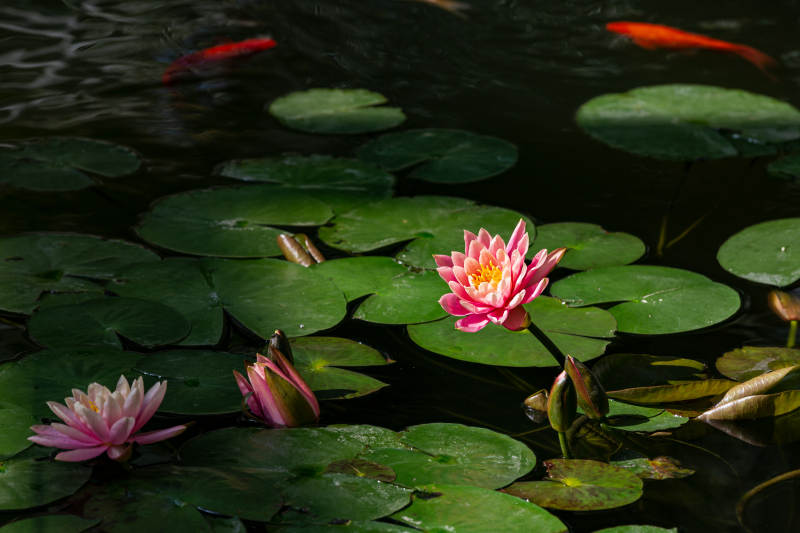 荷花映水 鱼戏莲间