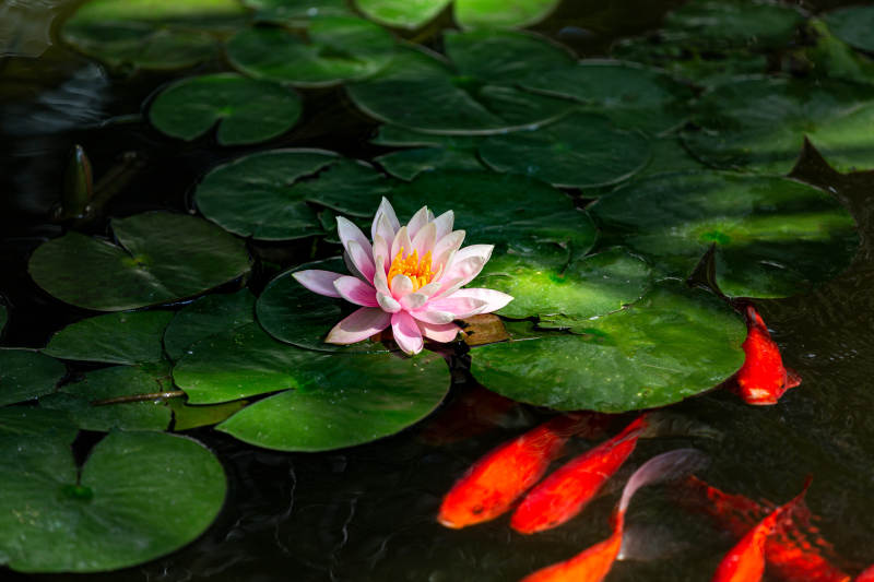荷花映鱼戏水