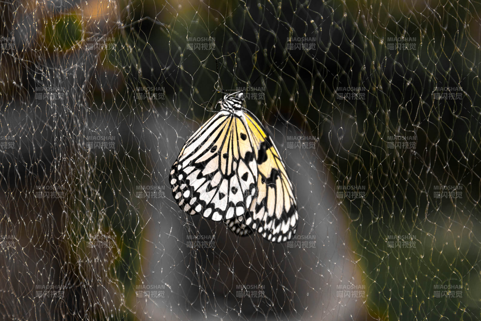 蝶舞蛛网间