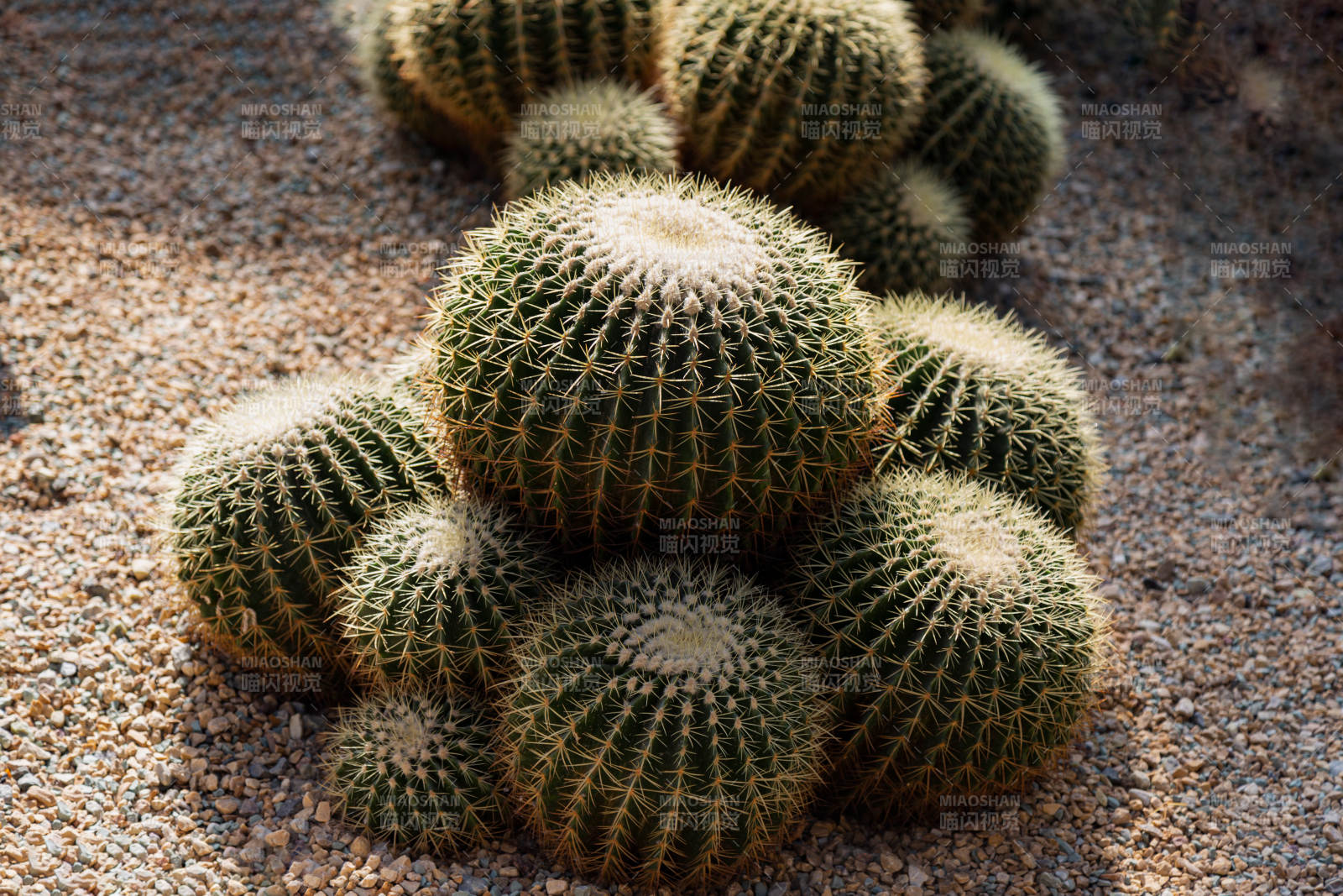 金琥仙人球群植