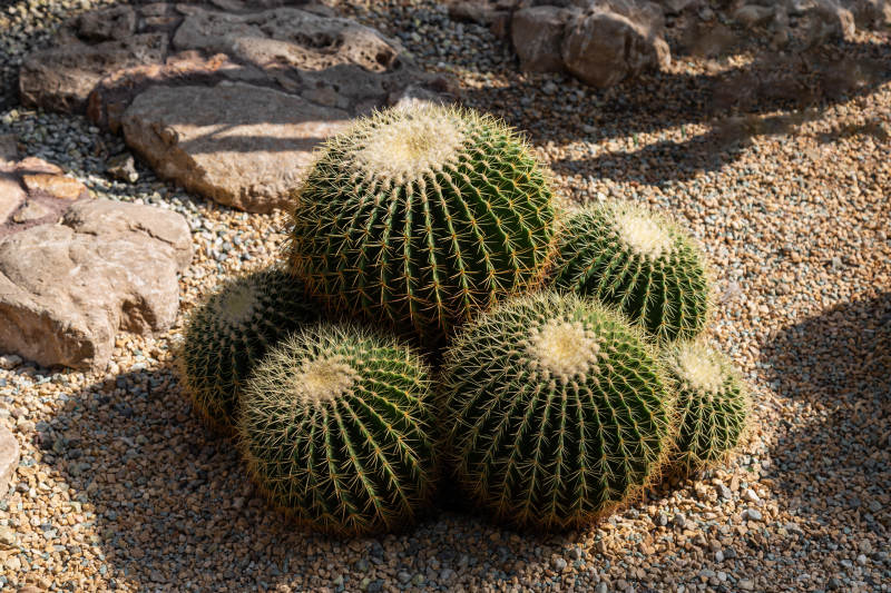 金琥仙人球群景