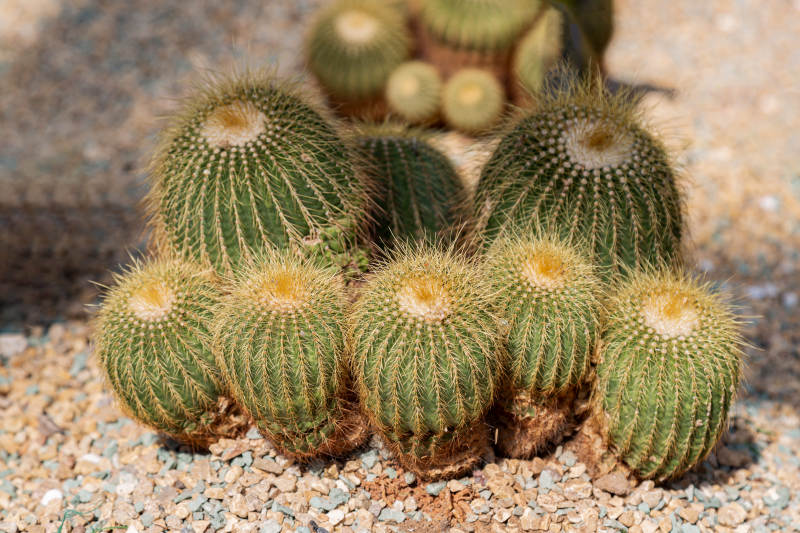 金琥仙人球群景