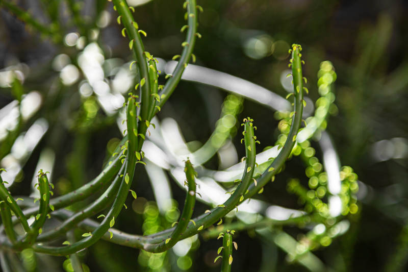 绿枝缠绕生机盎然