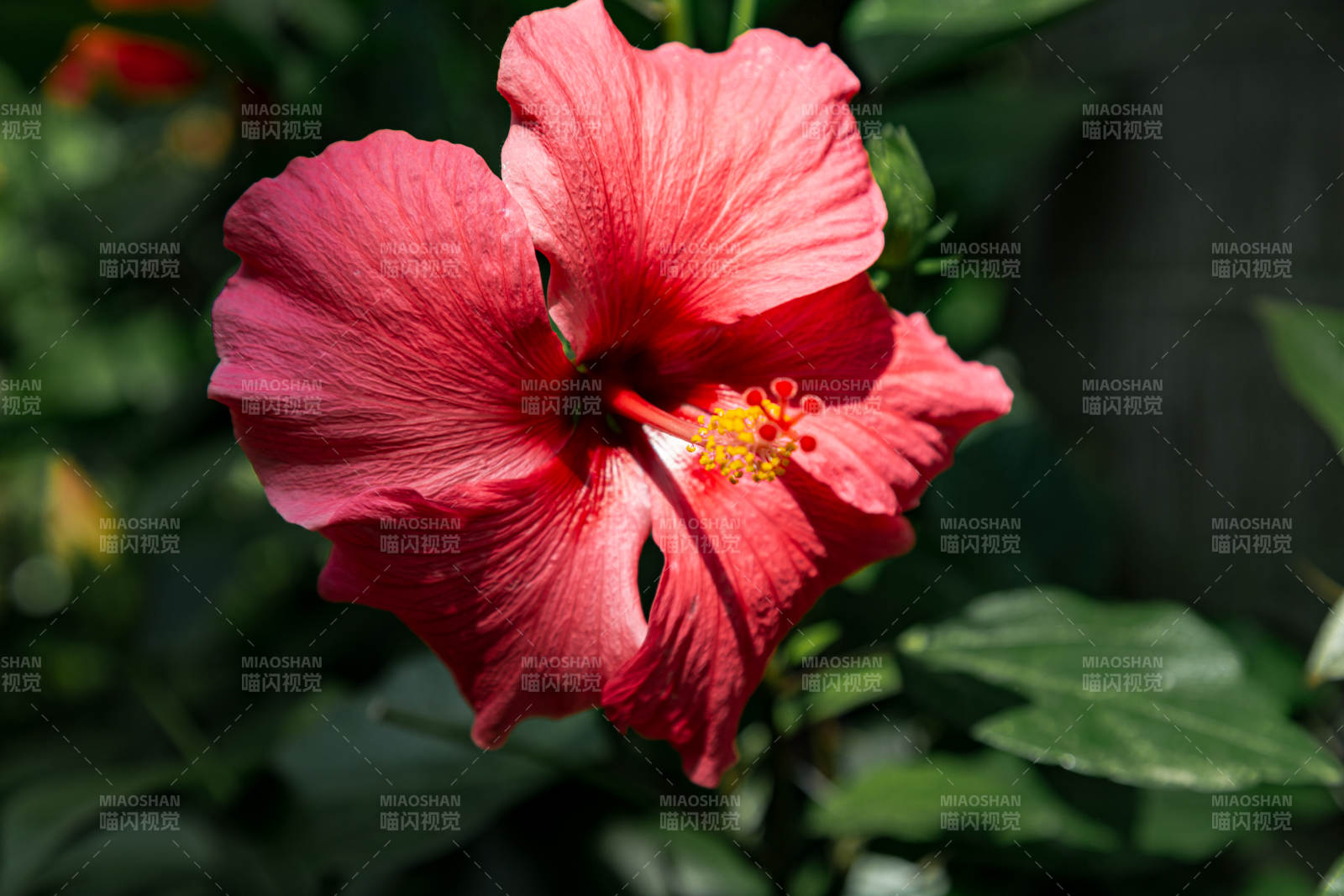 红艳木槿花绽放