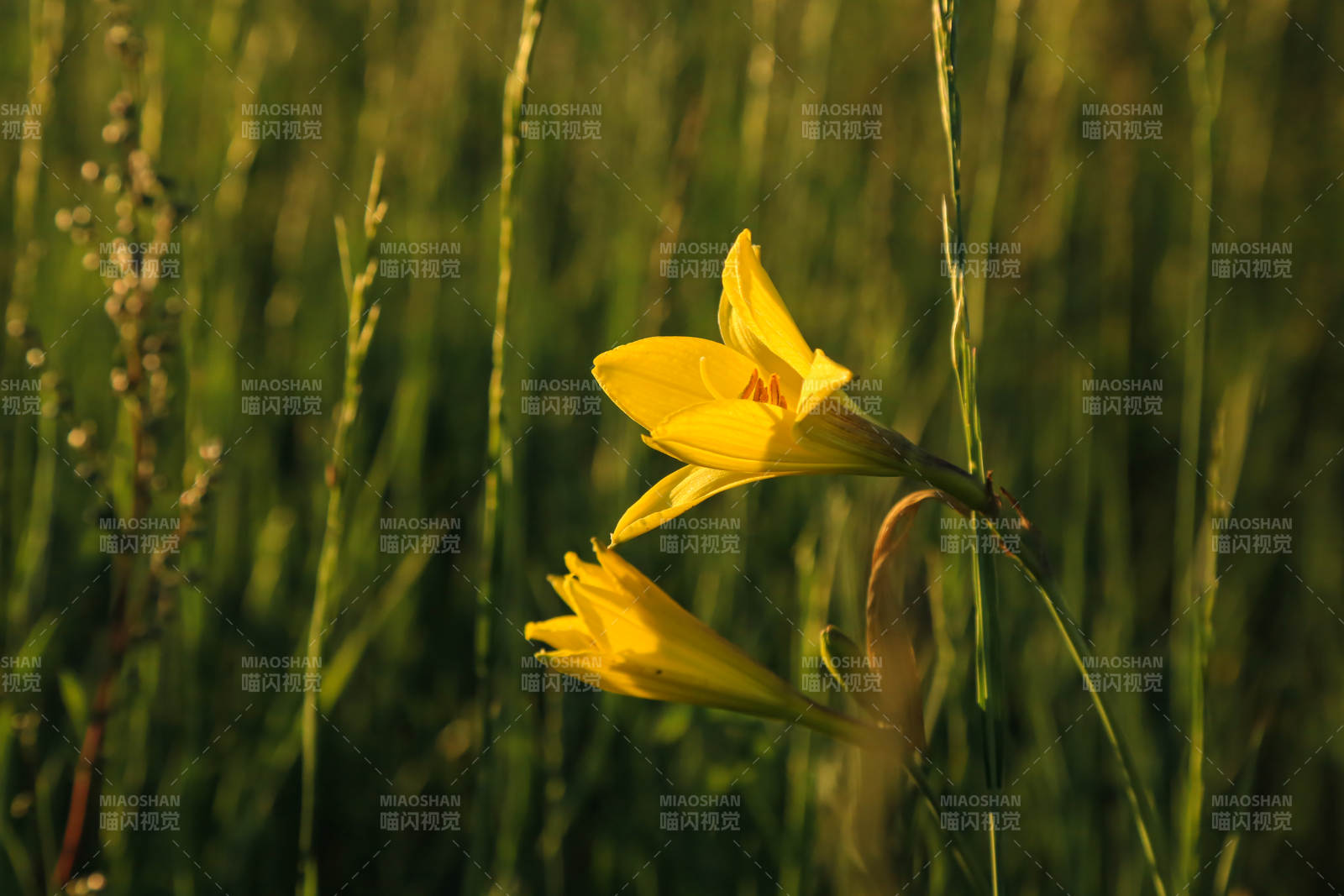 金花绽放于草丛