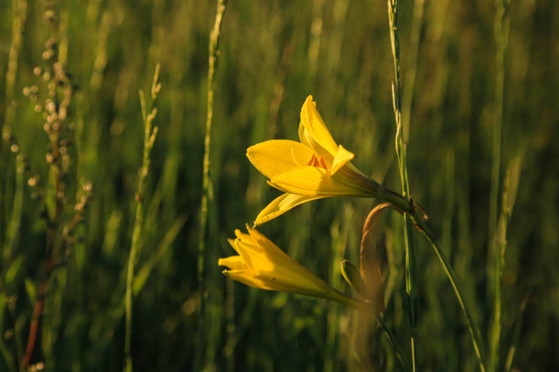 金花绽放于草丛