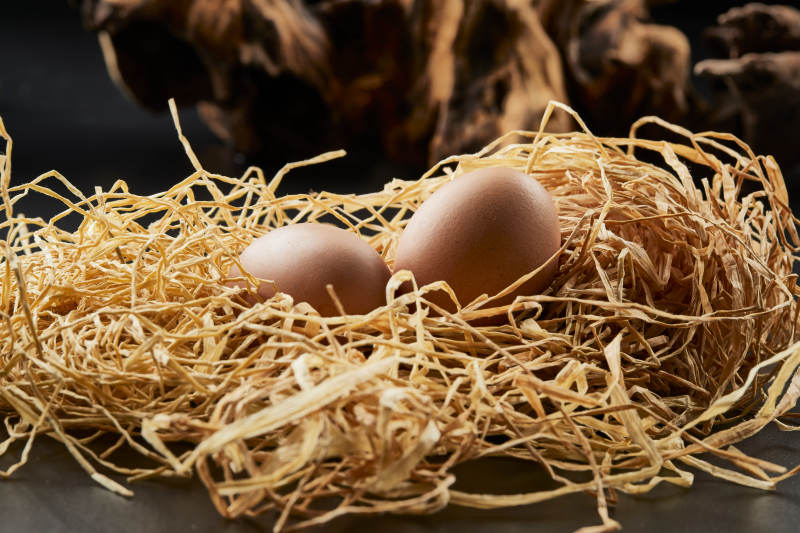 蓼草草团上的两枚营养柴鸡蛋