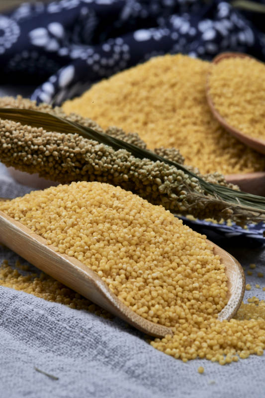 质量上乘的金黄小米粟米