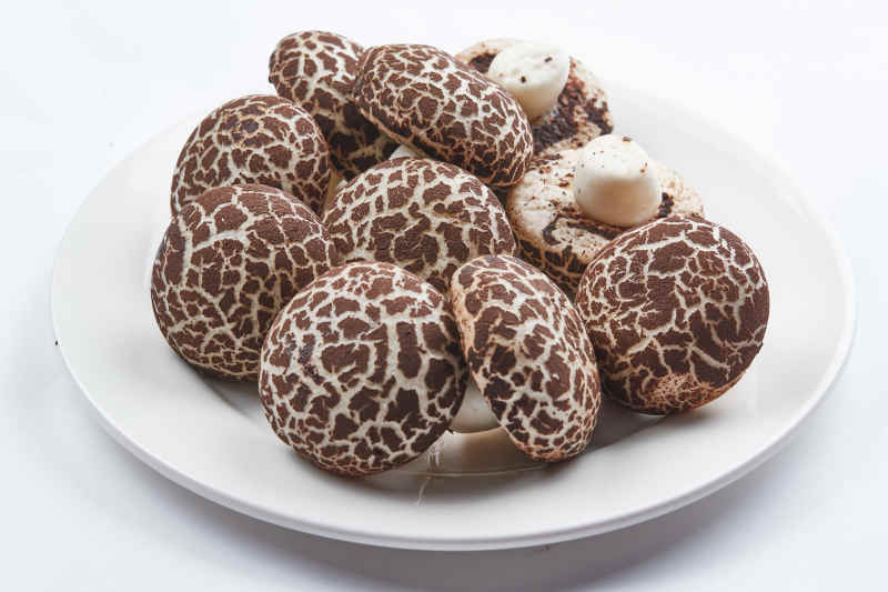 仿真杂粮香菇包