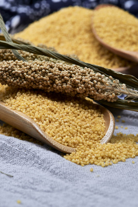 质量上乘的金黄小米粟米