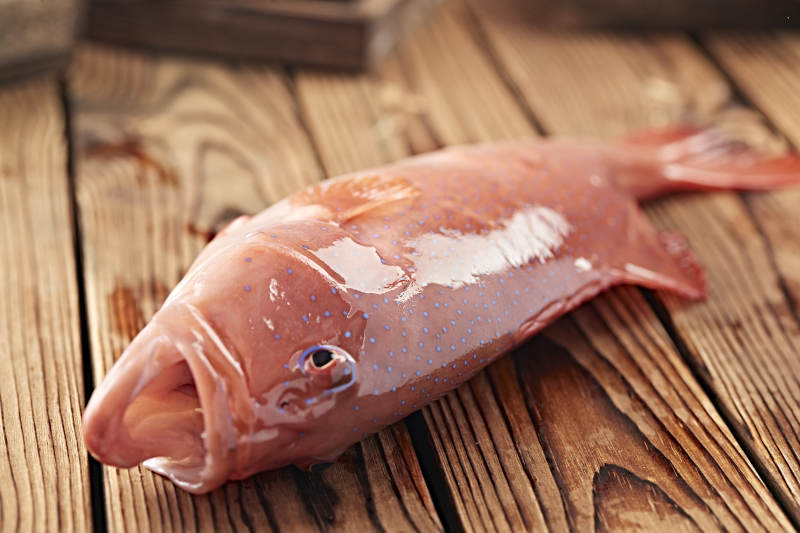 在木板上的鲜活东兴石斑鱼