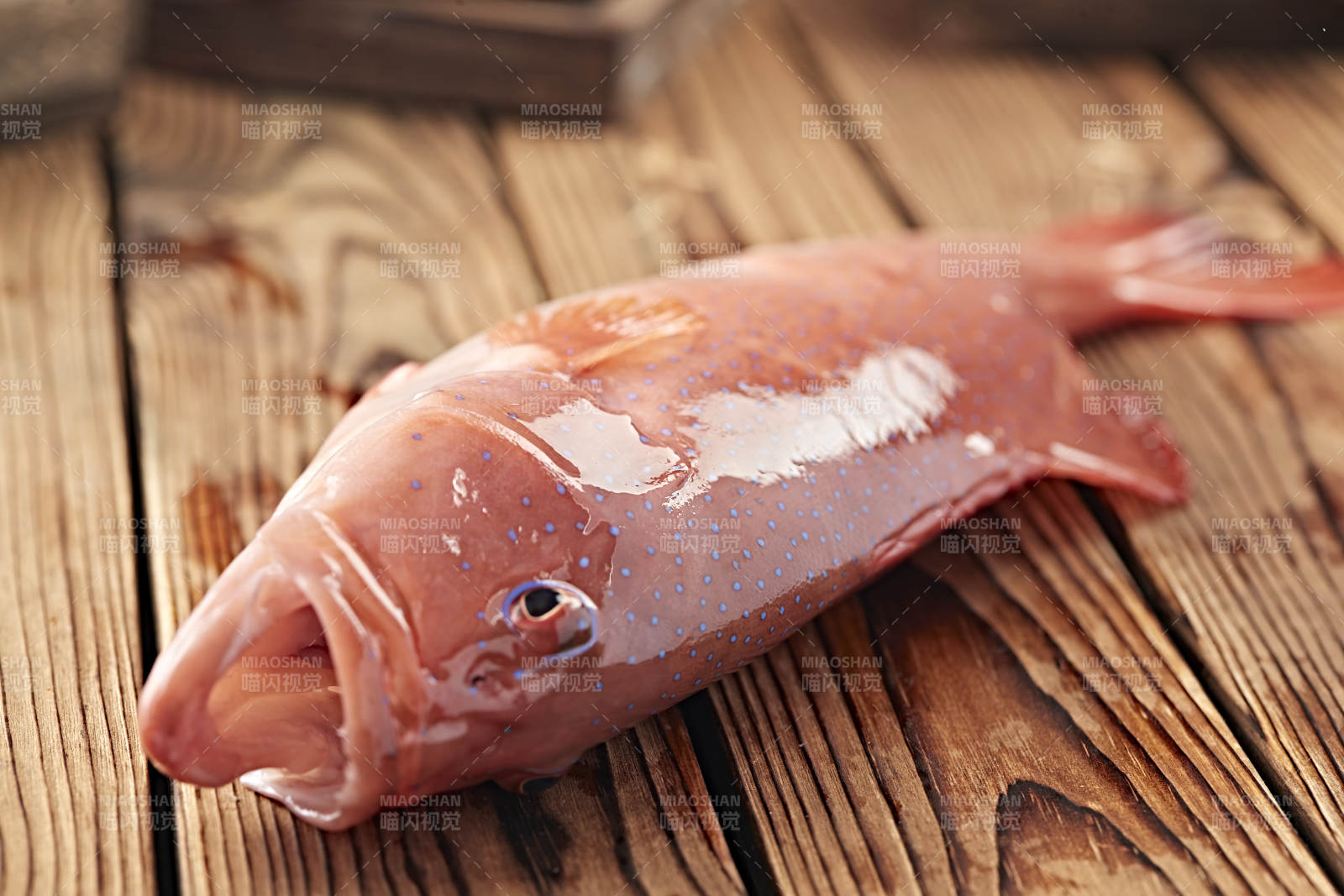 在木板上的鲜活东兴石斑鱼