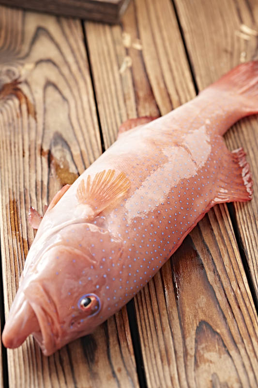 在木板上的鲜活东兴石斑鱼