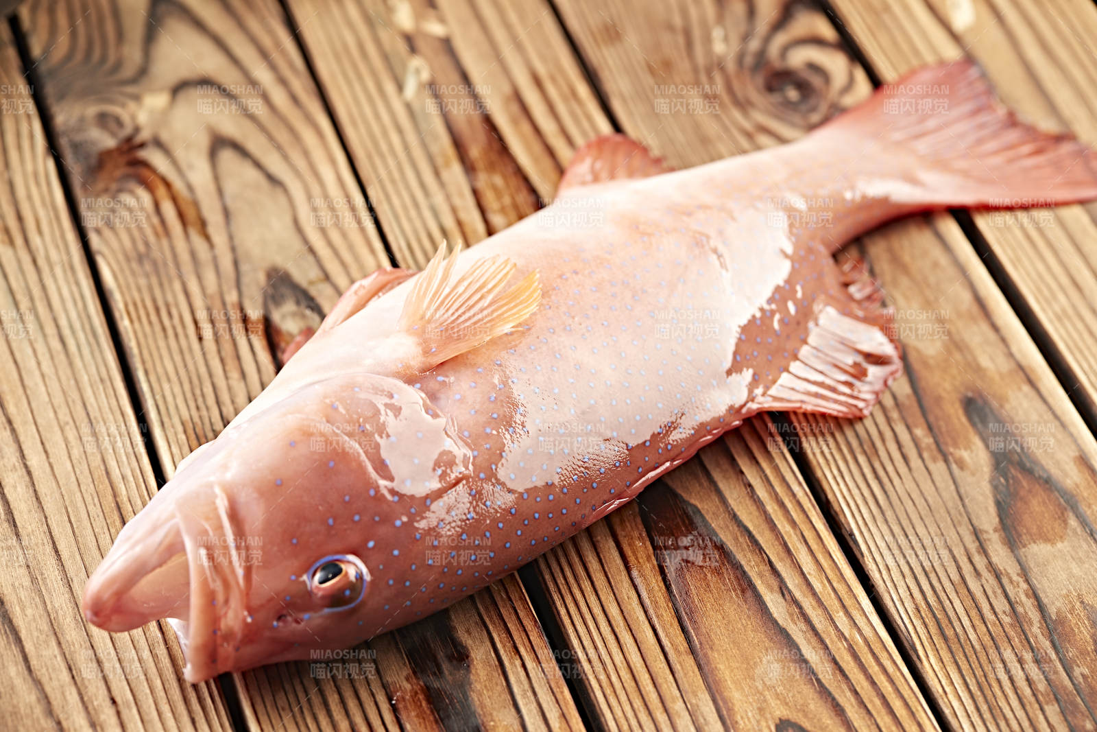 在木板上的鲜活东兴石斑鱼