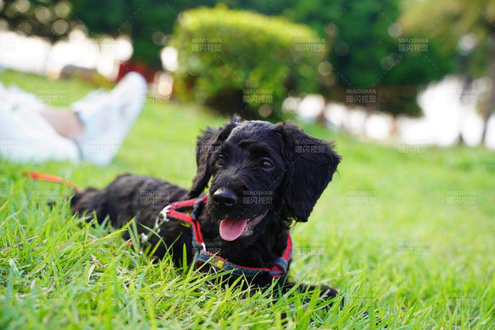 黑狗草地嬉戏