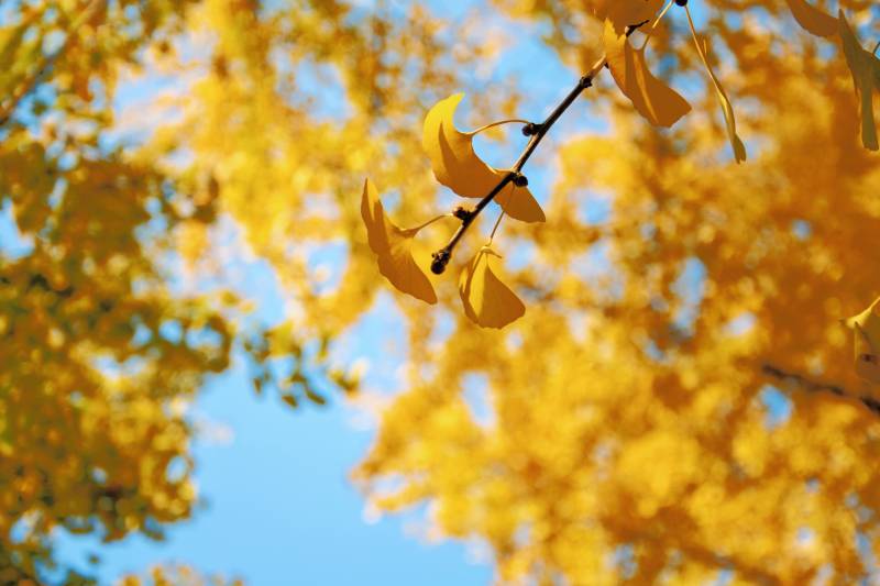 秋叶金黄映蓝天