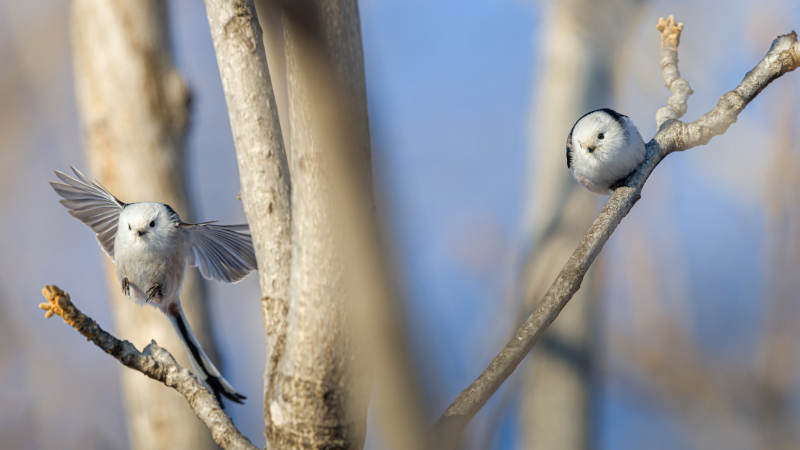 两只小鸟栖枝头