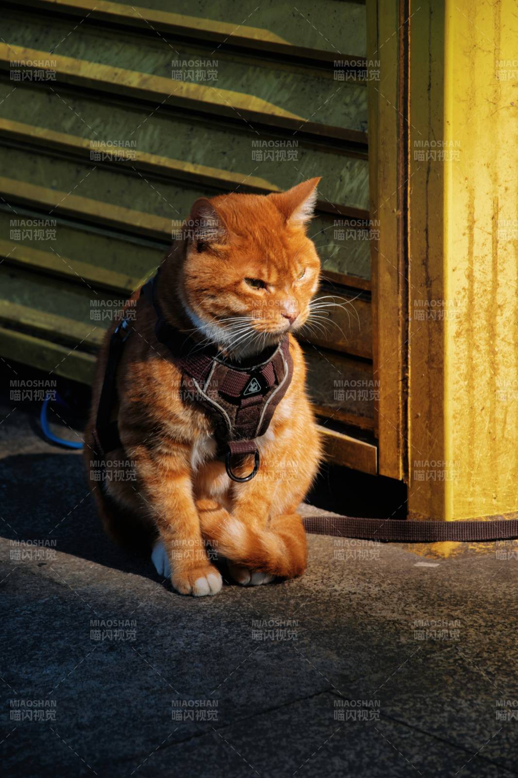 橙猫戴背带静坐