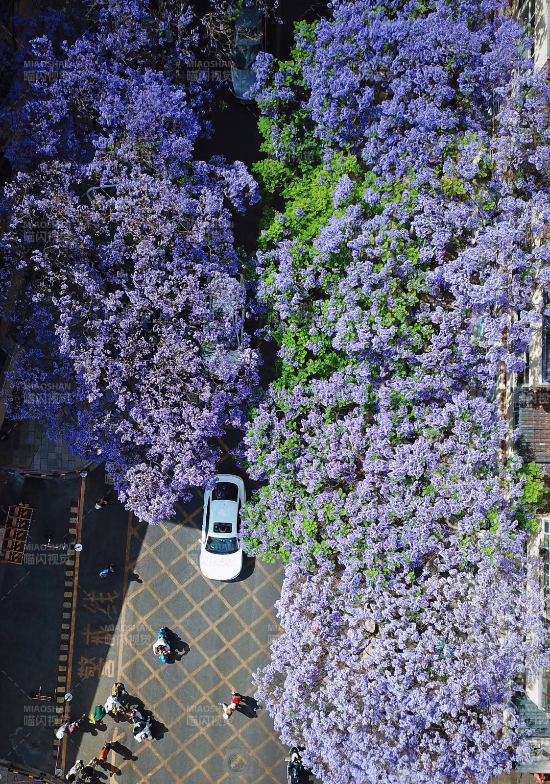 紫藤花海映街景